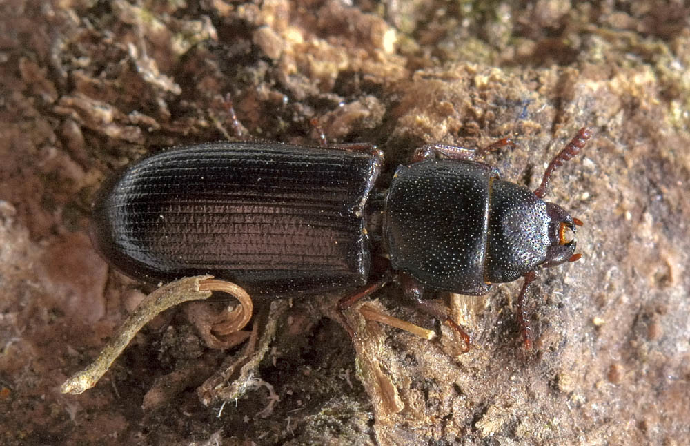 Tenebroides mauritanicus o fuscus?